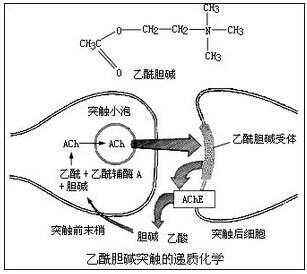 乙酰胆碱的神秘面纱被揭开，最新研究揭示其奥秘